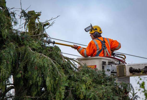 How Our Tree Care Process Works  in  Iron Mountain, MI